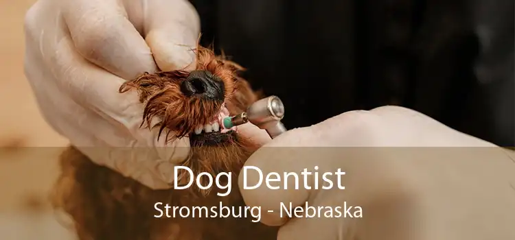 Dog Dentist Stromsburg - Nebraska
