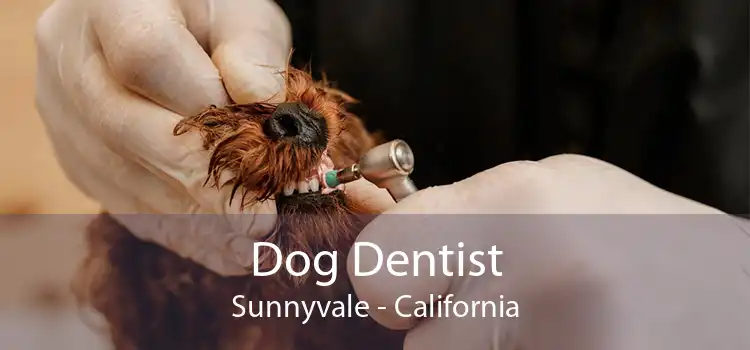 Dog Dentist Sunnyvale - California