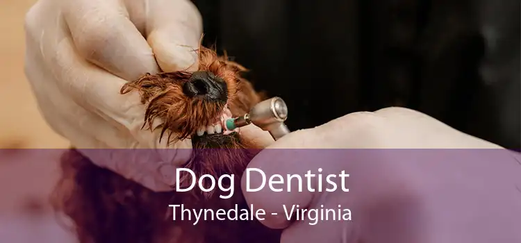 Dog Dentist Thynedale - Virginia