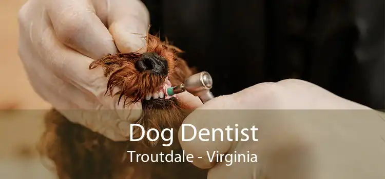 Dog Dentist Troutdale - Virginia