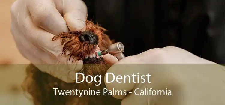 Dog Dentist Twentynine Palms - California