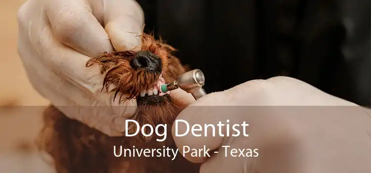 Dog Dentist University Park - Texas