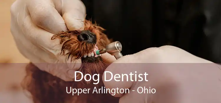 Dog Dentist Upper Arlington - Ohio