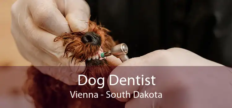 Dog Dentist Vienna - South Dakota