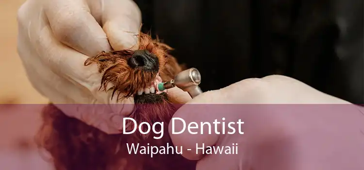 Dog Dentist Waipahu - Hawaii