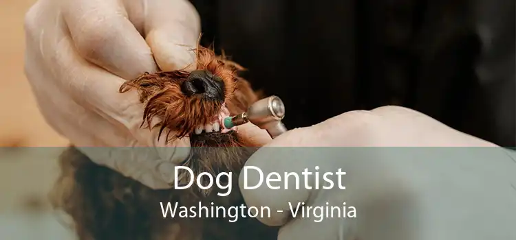 Dog Dentist Washington - Virginia