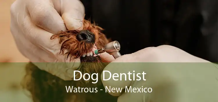 Dog Dentist Watrous - New Mexico