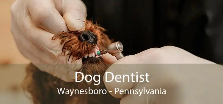 Dog Dentist Waynesboro - Pennsylvania