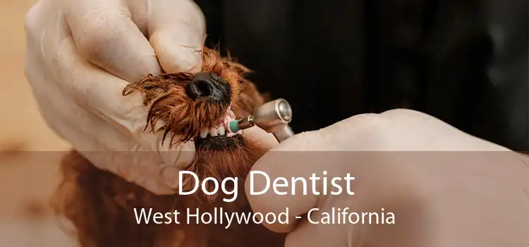 Dog Dentist West Hollywood - California