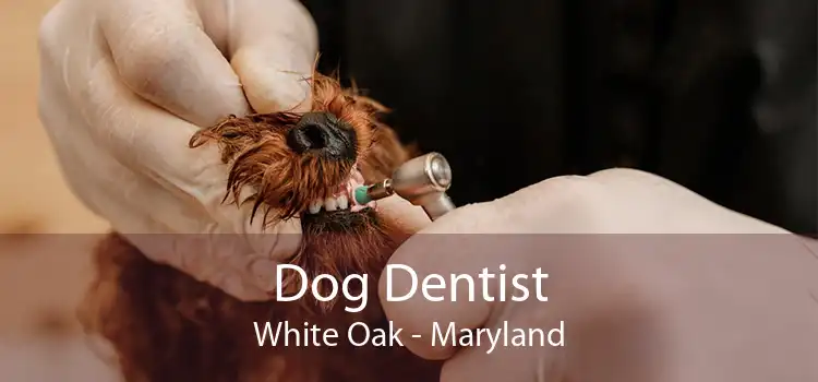 Dog Dentist White Oak - Maryland