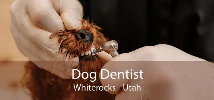 Dog Dentist Whiterocks - Utah