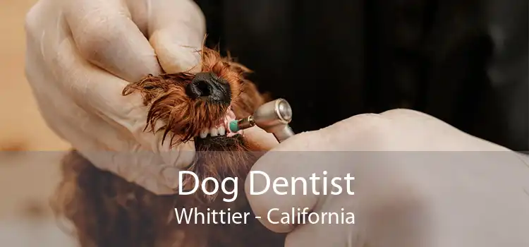 Dog Dentist Whittier - California