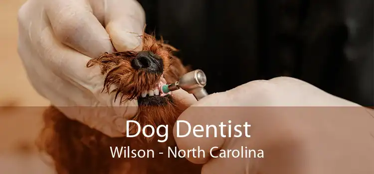 Dog Dentist Wilson - North Carolina