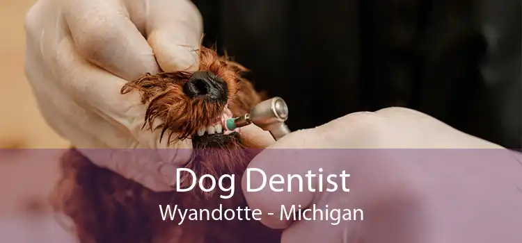 Dog Dentist Wyandotte - Michigan