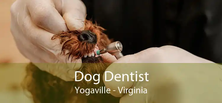 Dog Dentist Yogaville - Virginia