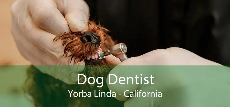 Dog Dentist Yorba Linda - California