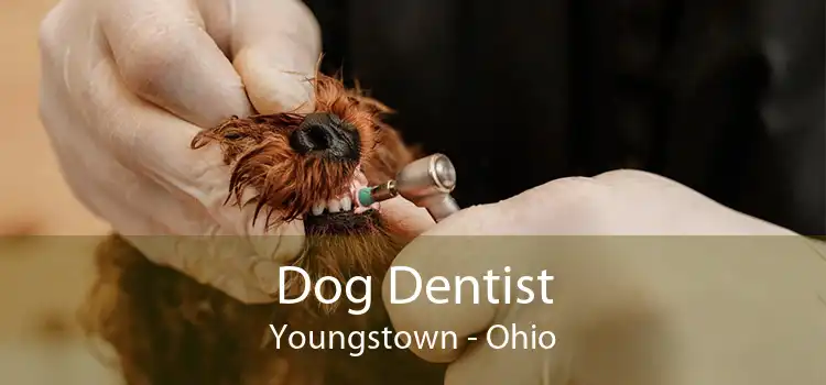 Dog Dentist Youngstown - Ohio