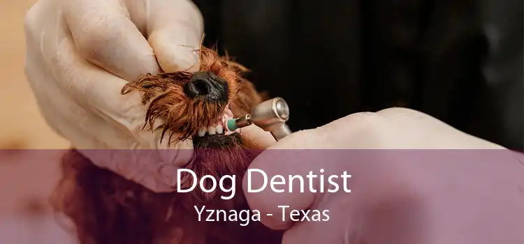 Dog Dentist Yznaga - Texas