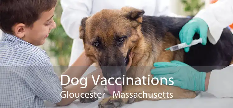 Dog Vaccinations Gloucester - Massachusetts
