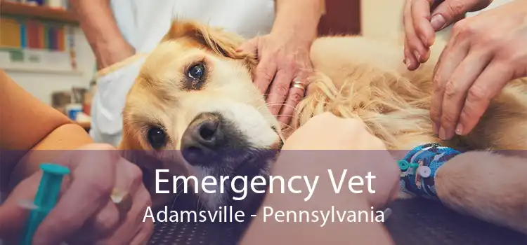 Emergency Vet Adamsville - Pennsylvania