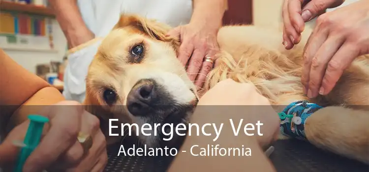 Emergency Vet Adelanto - California