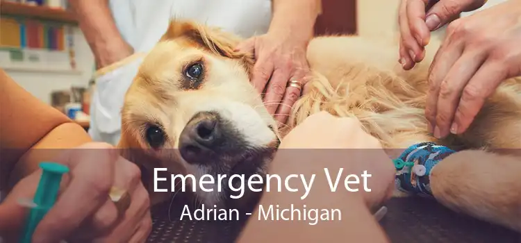 Emergency Vet Adrian - Michigan