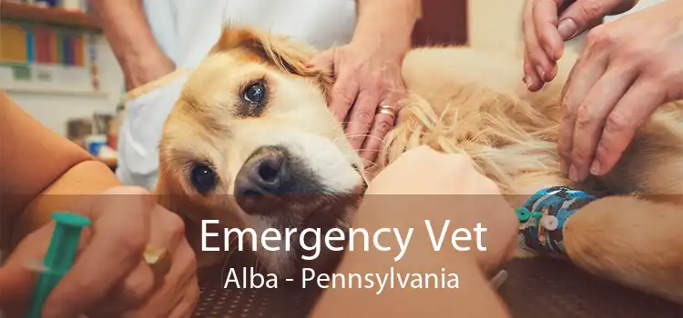 Emergency Vet Alba - Pennsylvania