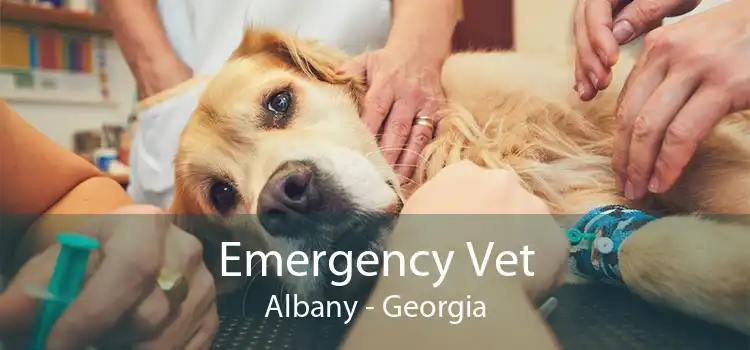 Emergency Vet Albany - Georgia