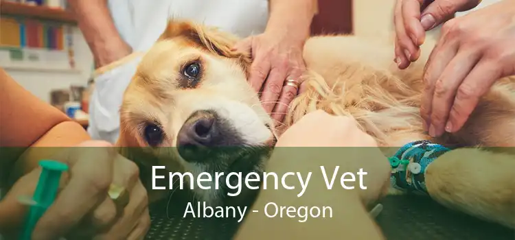 Emergency Vet Albany - Oregon