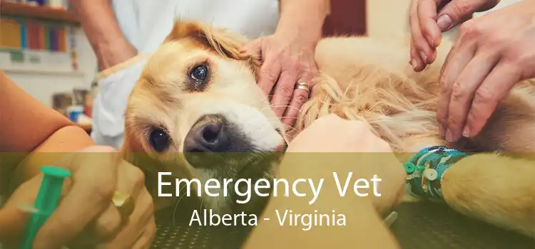 Emergency Vet Alberta - Virginia