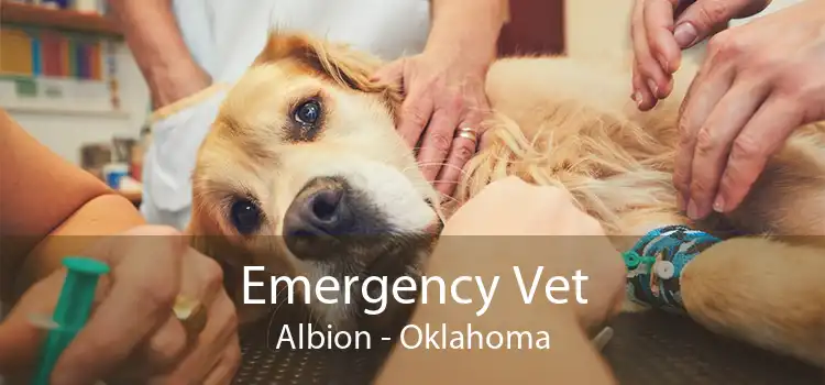Emergency Vet Albion - Oklahoma