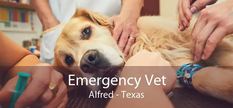 Emergency Vet Alfred - Texas