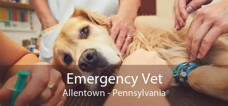 Emergency Vet Allentown - Pennsylvania