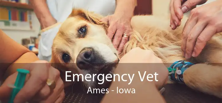 Emergency Vet Ames - Iowa