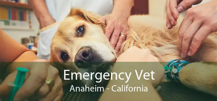 Emergency Vet Anaheim - California