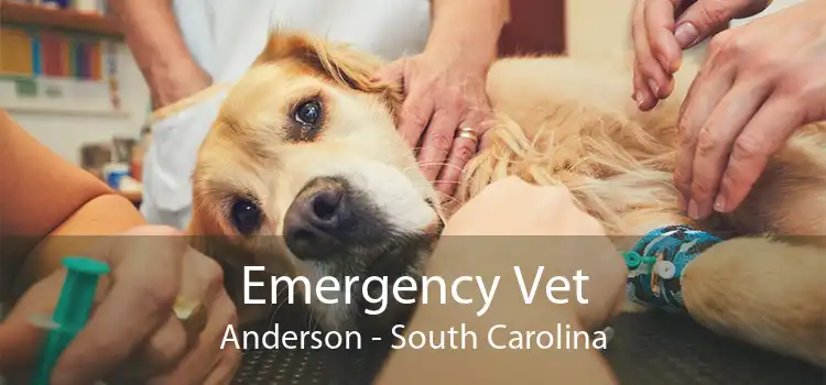 Emergency Vet Anderson - South Carolina