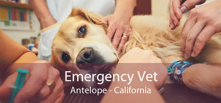 Emergency Vet Antelope - California
