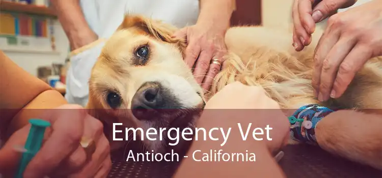 Emergency Vet Antioch - California