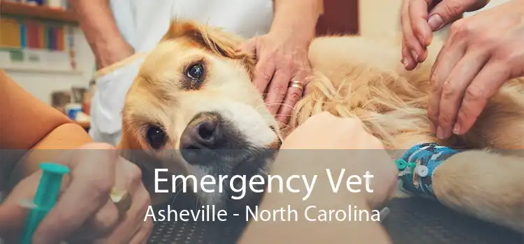 Emergency Vet Asheville - North Carolina