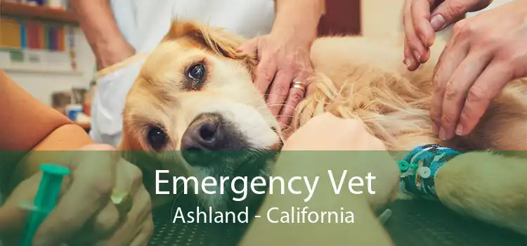 Emergency Vet Ashland - California