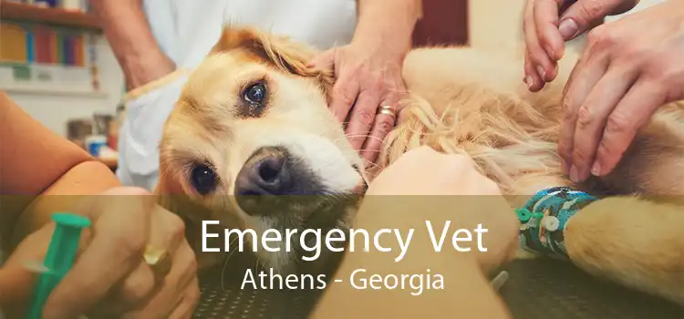 Emergency Vet Athens - Georgia