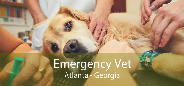 Emergency Vet Atlanta - Georgia