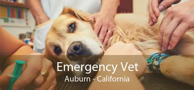 Emergency Vet Auburn - California