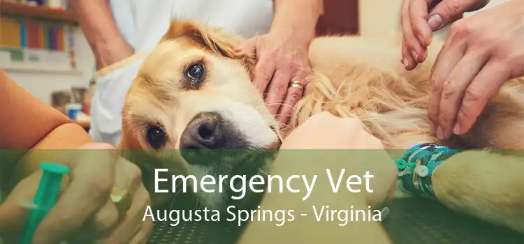 Emergency Vet Augusta Springs - Virginia