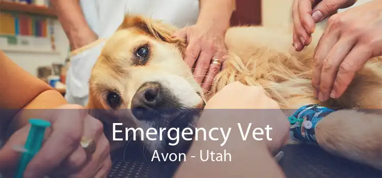 Emergency Vet Avon - Utah