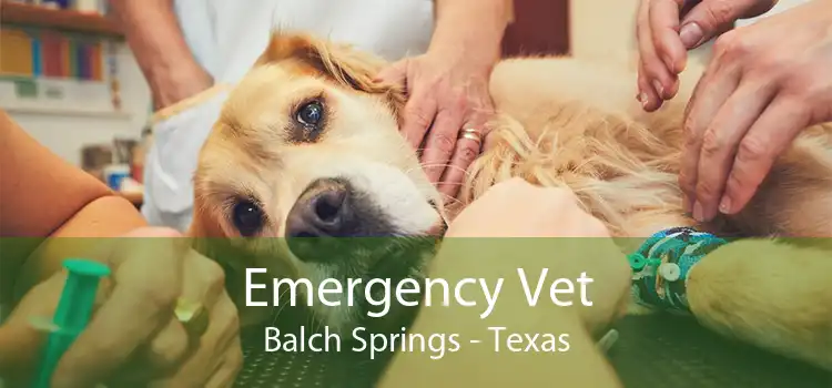 Emergency Vet Balch Springs - Texas