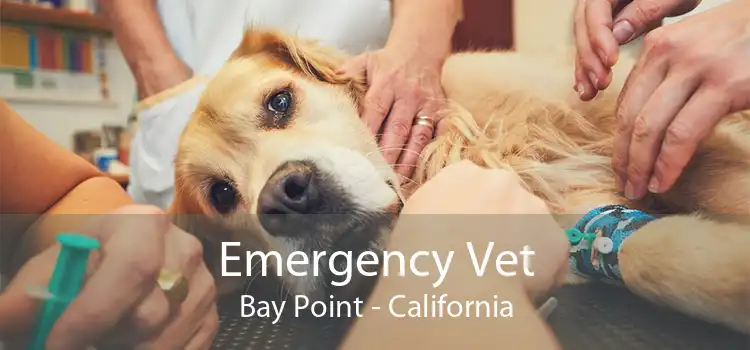 Emergency Vet Bay Point - California