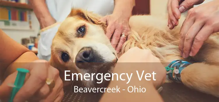 Emergency Vet Beavercreek - Ohio