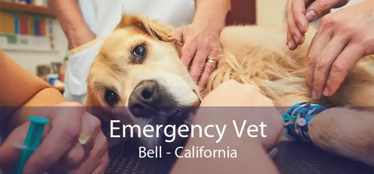Emergency Vet Bell - California