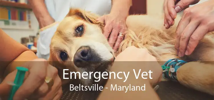 Emergency Vet Beltsville - Maryland